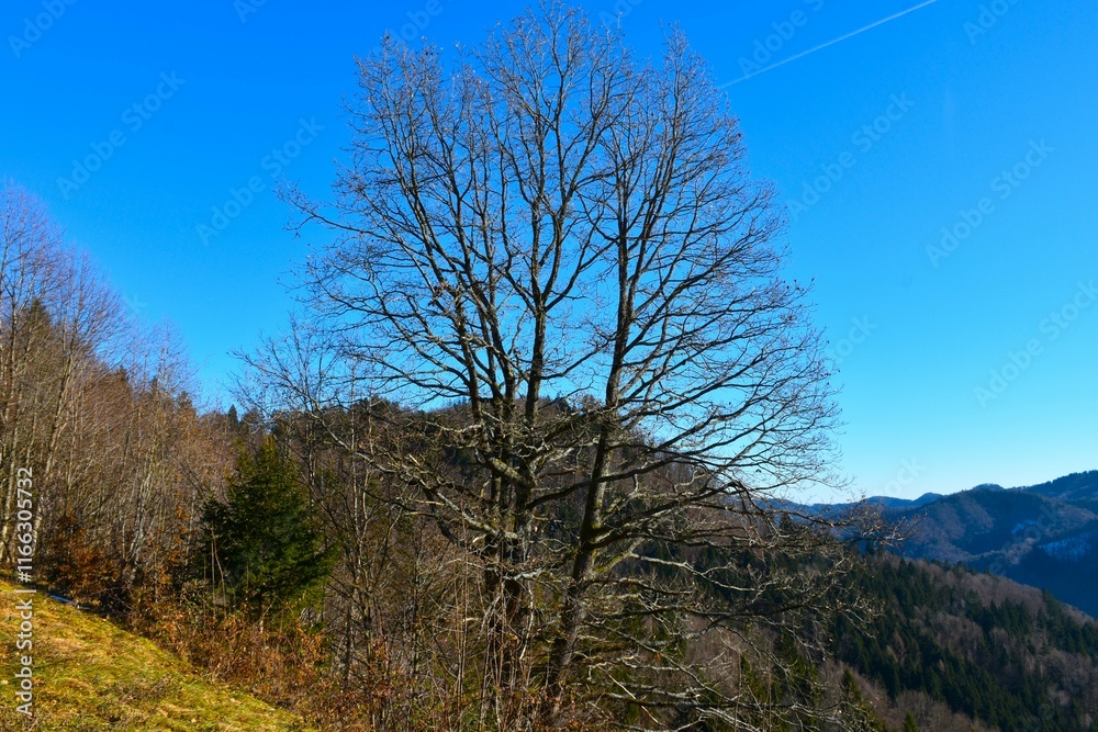 Sessile oak (Quercus petraea) tree and hills in the background Sessile oak (Quercus petraea) tree and hills in the background