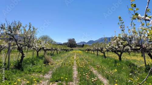 A vibrant orchard in bloom, showcasing rows of flowering trees and lush greenery under a clear sky.