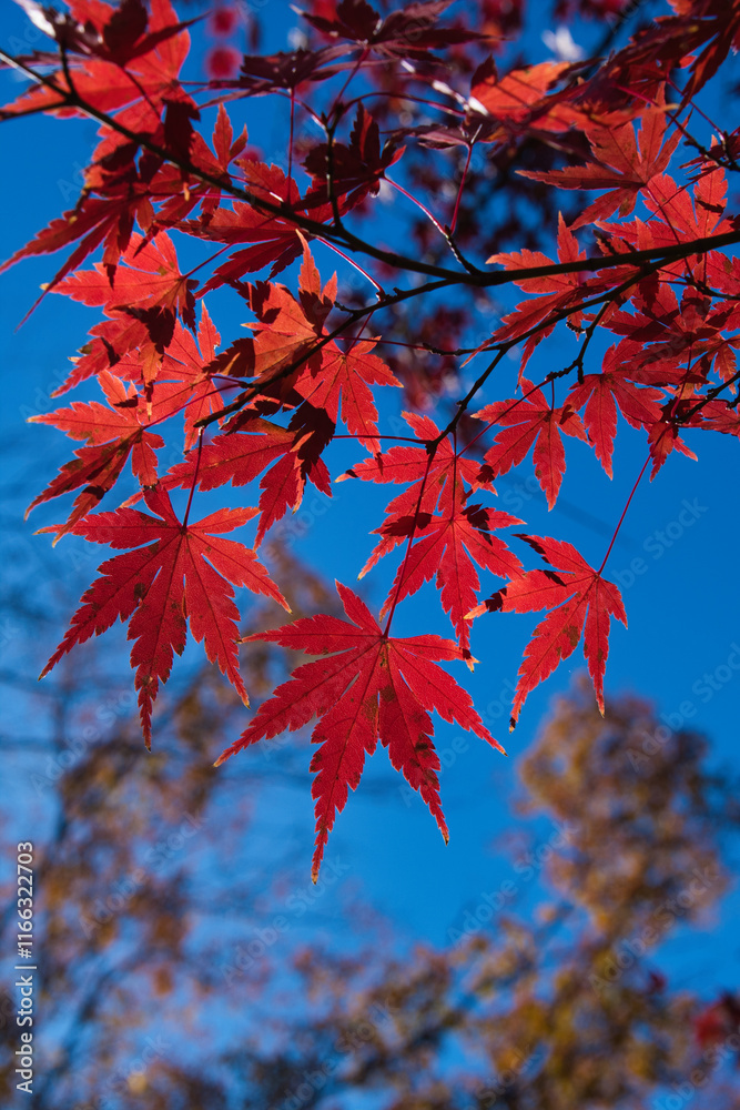 埼玉県のメッツァ宮沢湖の紅葉 埼玉県のメッツァ宮沢湖の紅葉