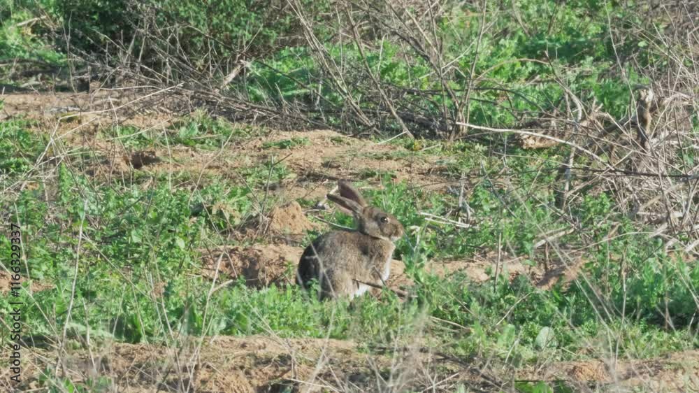 Static shot of a wild rabbit resting near its burrow in natural surroundings on a warm summer day. Perfect for wildlife, nature, and habitat-focused projects. Static shot of a wild rabbit resting near its burrow in natural surroundings on a warm summer day. Perfect for wildlife, nature, and habitat-focused projects.
