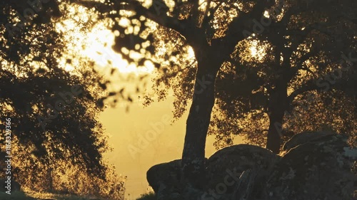 Static shot of a golden hour sunset in a dehesa, featuring an oak tree and a rock in silhouette. Captures serene, natural beauty perfect for landscape and nature projects photo