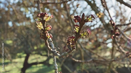 shot of a bee foraging for pollen on a flowering tree in a dehesa on a cool winter day. Captures the interaction between wildlife and its environment