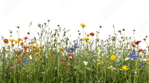 Spring flower meadow transparent background photo