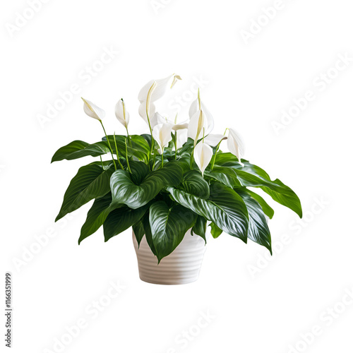 白い鉢植えのスパティフィラム
