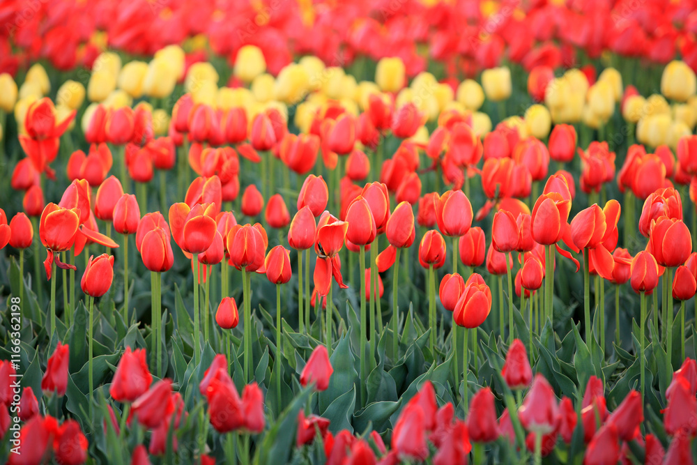 Beautiful tulips are in full bloom