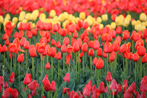 Beautiful tulips are in full bloom