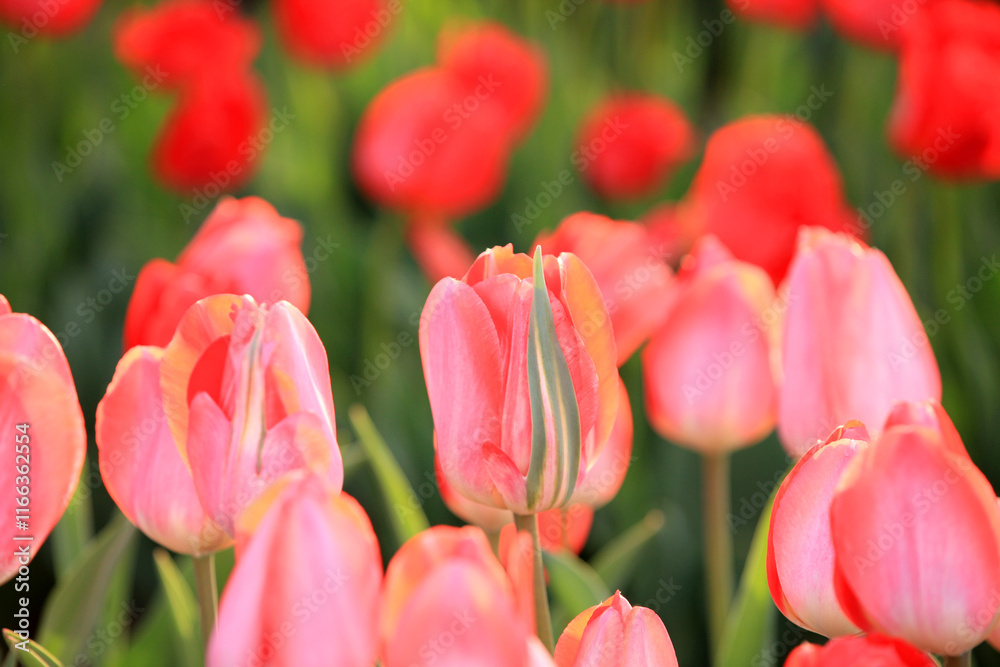 Fototapeta premium Beautiful tulips are in full bloom