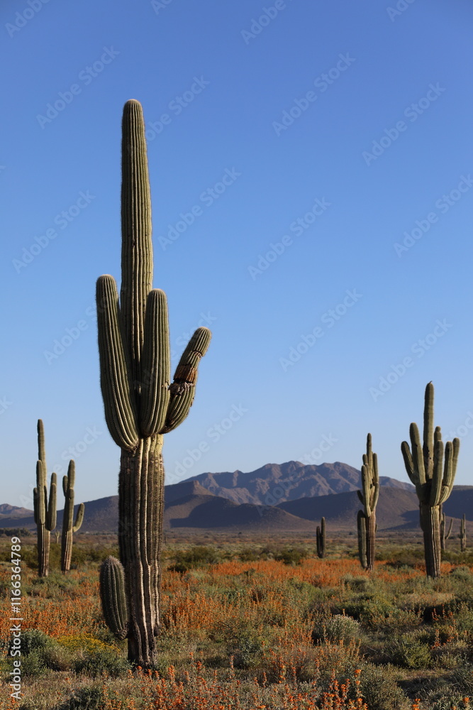 Saguaro and Desert Wildflowers Saguaro and Desert Wildflowers