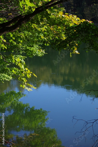 水面に映る緑 K3DP1484