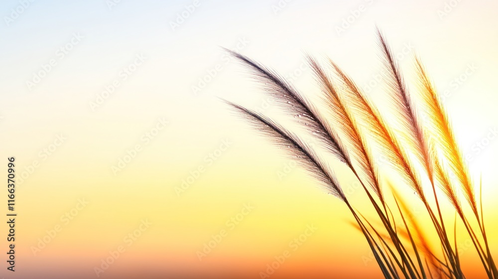 Silhouetted grass against a vibrant sunset sky. Silhouetted grass against a vibrant sunset sky.