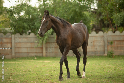 Horse Standing in Grass photo