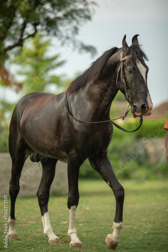 Horse Standing in Grass photo