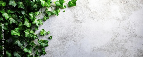 Gorgeous green ivy creeping in the corners adds a touch of nature to the white concrete background, giving it a minimalist look.