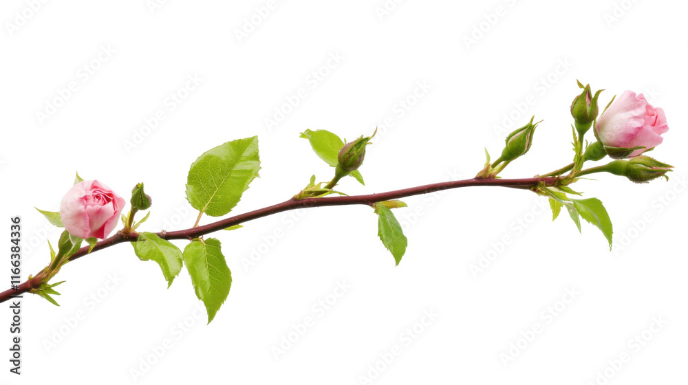 Obraz premium Rose transparent background