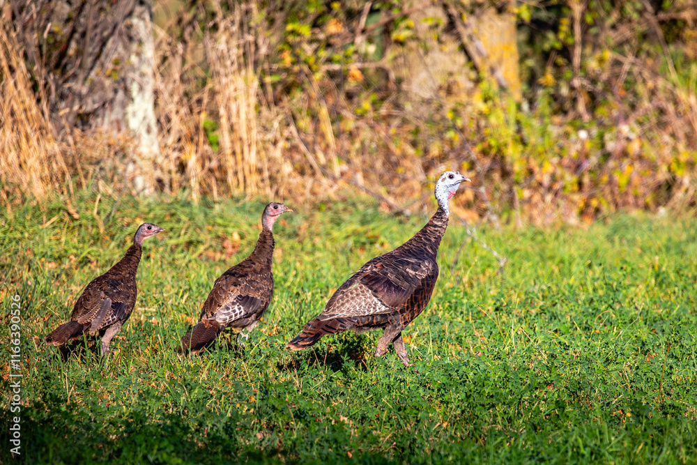 Eastern wild turkey (Meleagris gallopavo) with young in a farm field Eastern wild turkey (Meleagris gallopavo) with young in a farm field