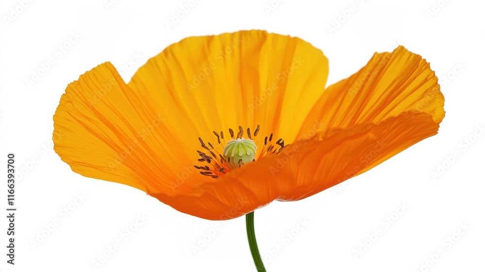 Bright orange poppy flower with delicate petals and center details. Bright orange poppy flower with delicate petals and center details.
