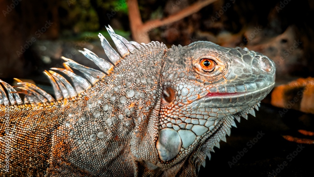 Close-Up Portrait of Iguana with dark Natural Background Close-Up Portrait of Iguana with dark Natural Background