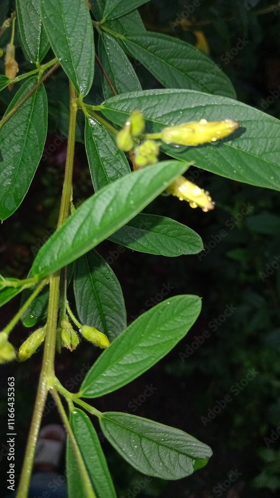 Obraz premium grasshopper on a flower