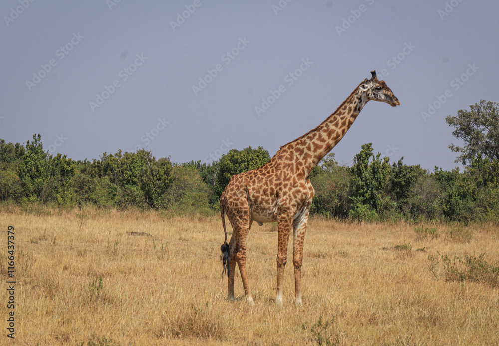 Obraz premium Masai Mara teems with diverse wildlife: cheetahs, giraffes, ostriches, gazelles, hippos, crocodiles, storks, and wildebeest roam the vast landscapes