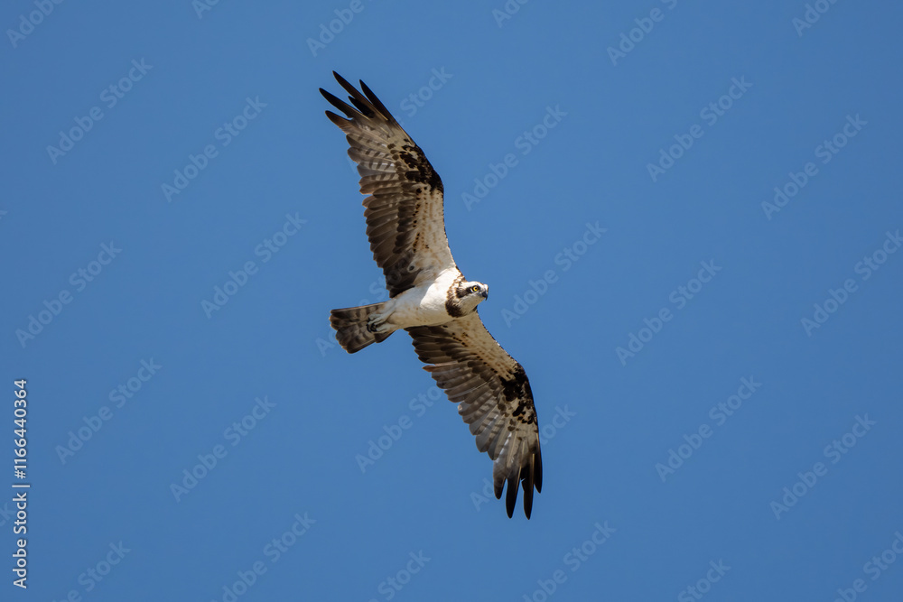 Fototapeta premium The Osprey hunt the fish in nature of Thailand
