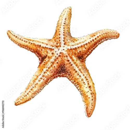 A watercolor vector painting of a starfish, isolated on a white background. Starfish vector.


