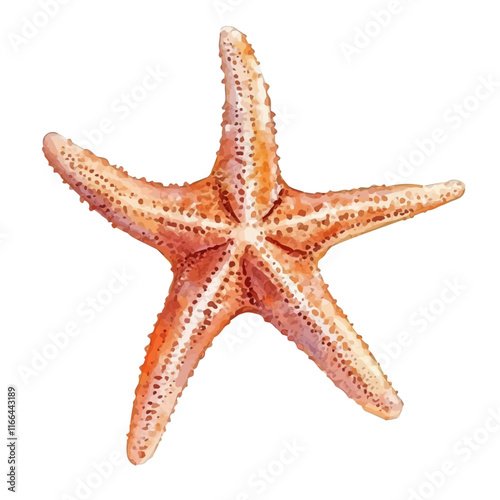 A watercolor vector painting of a starfish, isolated on a white background. Starfish vector.

