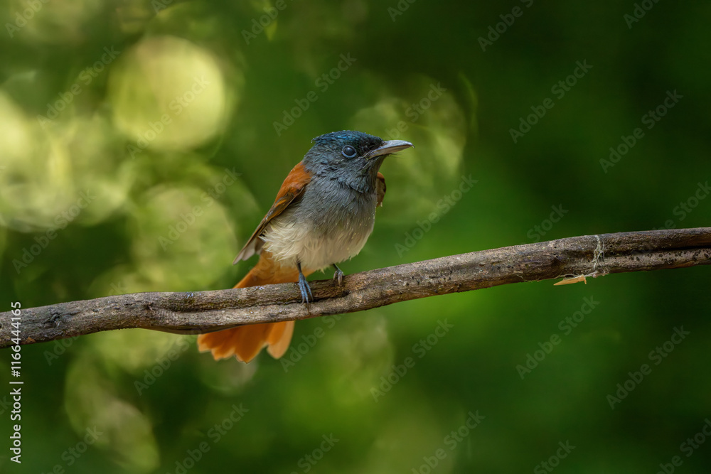 Blyth's Paradise-flycatcher  standing on branch of tree,