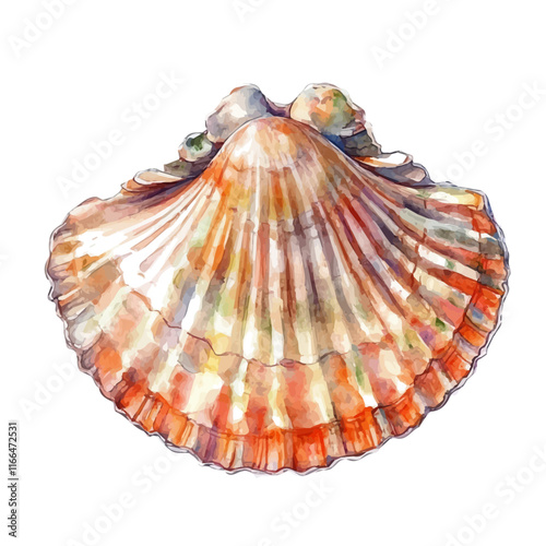 A watercolor vector painting of a scallop, isolated on a white background. Scallop vector.

