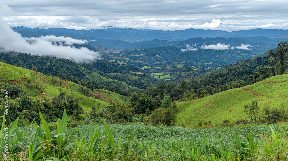 Fototapeta premium serene aerial view of southeast asian mountainous agricultural landscape with foggy valley and cloud-covered peaks showcasing terraced farming and green hills with tropical cultivation