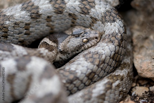 European Cat snake (Telescopus Fallax) or Soosan Snake, on the island of Malta. photo