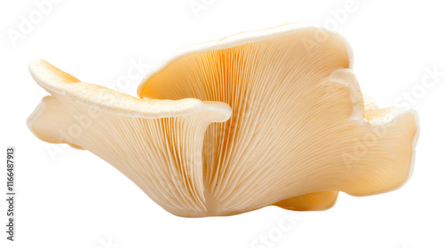 Oyster mushroom with delicate texture and soft color