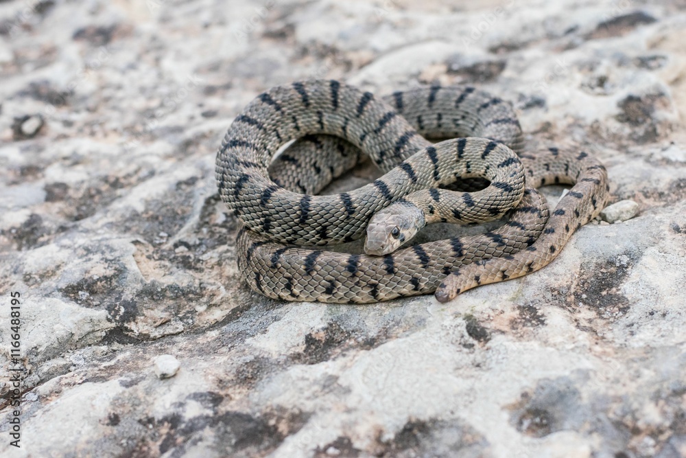 Fototapeta premium Algerian Whip Snake (Hemorrhois algirus) found in Malta, locally called Serp Ahdar