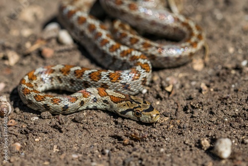 Young leopard snake, Zamenis situla, is found in Malta where it is called Lifgha. photo