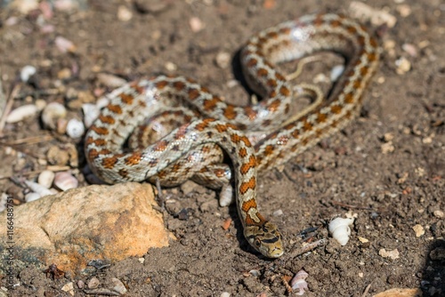 Young leopard snake, Zamenis situla, is found in Malta where it is called Lifgha. photo