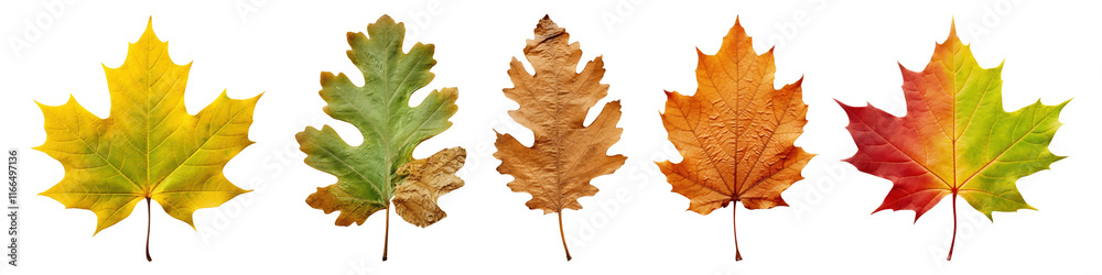 Autumn leaf png cut out element set, transparent background Autumn leaf png cut out element set, transparent background