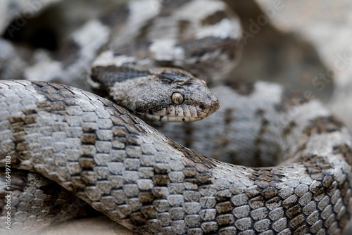 European Cat snake (Telescopus Fallax) or Soosan Snake, on the island of Malta. photo