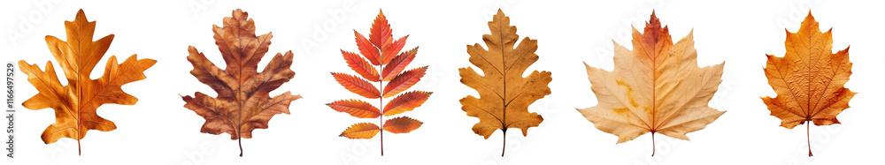 Autumn leaf png cut out element set, transparent background Autumn leaf png cut out element set, transparent background