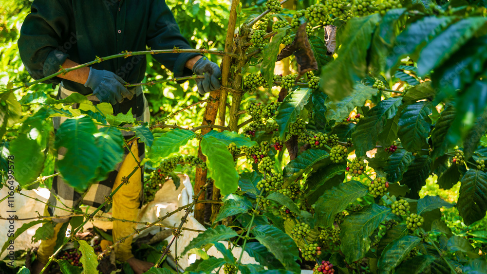Obraz premium picking coffee seeds on the farmland
