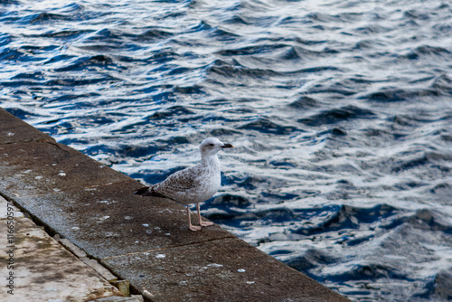 Caspian Gull (Larus cachinnans) at Bosphorus, Istanbul, Marmara, Turkey photo