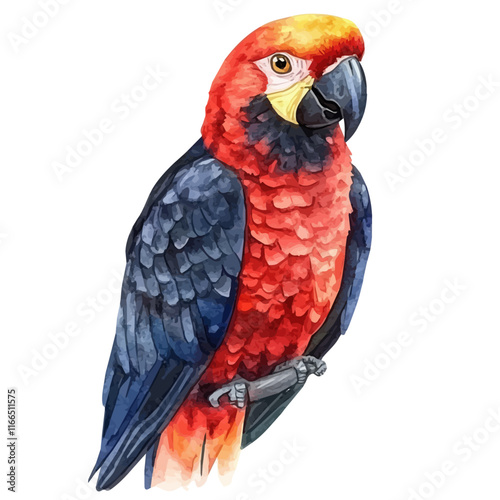 A watercolor vector painting of a parrot, isolated on a white background. Parrot vector.

 photo