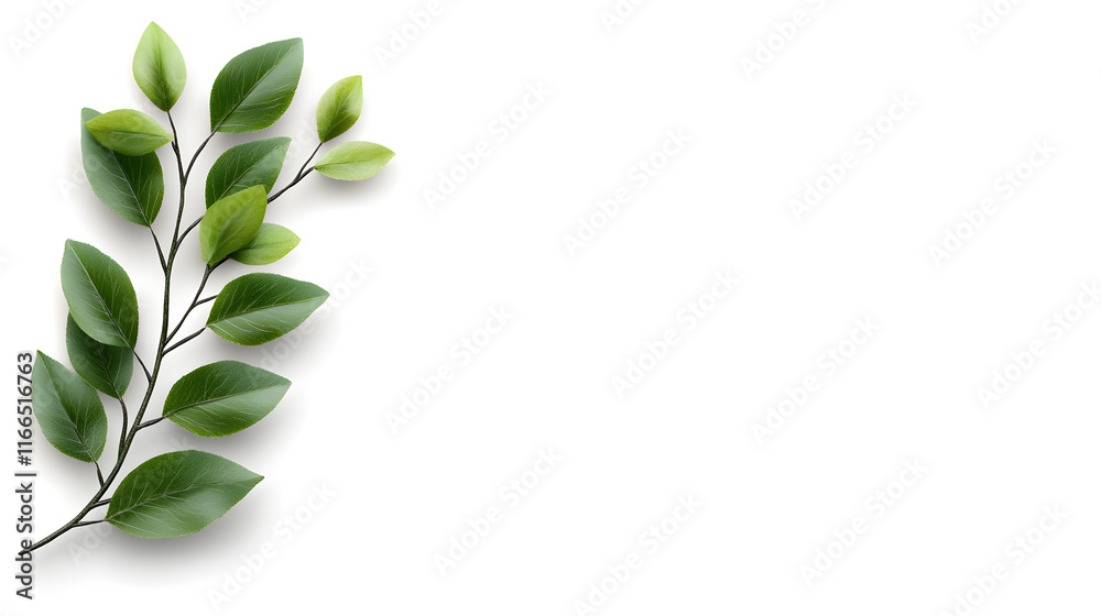 Floral corners with green twigs of ruscus and a frame isolated on white or transparent background Floral corners with green twigs of ruscus and a frame isolated on white or transparent background