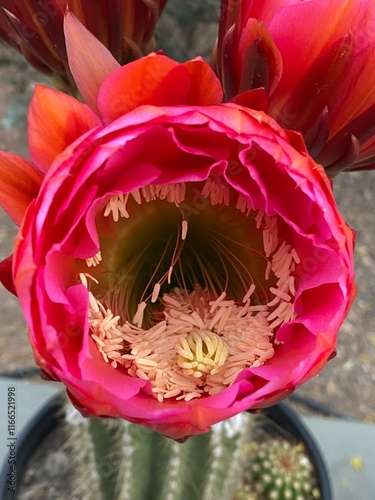 Red pricklypear blossom in full bloom photo