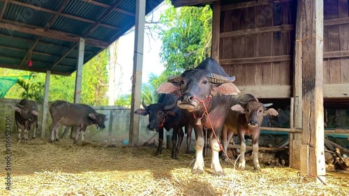 A group of water buffalo, including calves, are seen inside a wooden barn with straw on the floor on a sunny day.