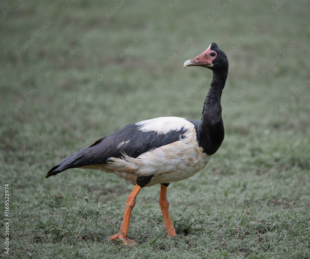 Magpie Goose in Darwin, Australia Magpie Goose in Darwin, Australia