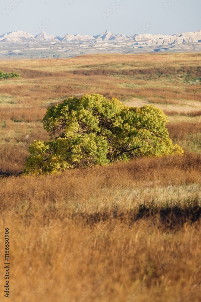 Autumnal tree stands out against a backdrop of golden prairie grasses and distant badlands. Nature's beauty. Badlands National Park, Interior, South Dakota, USA. Autumnal tree stands out against a backdrop of golden prairie grasses and distant badlands. Nature's beauty. Badlands National Park, Interior, South Dakota, USA.