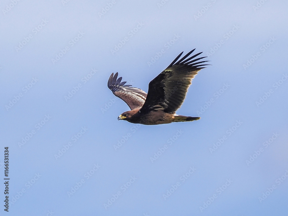 Obraz premium Greater Spotted Eagle fly on sky.