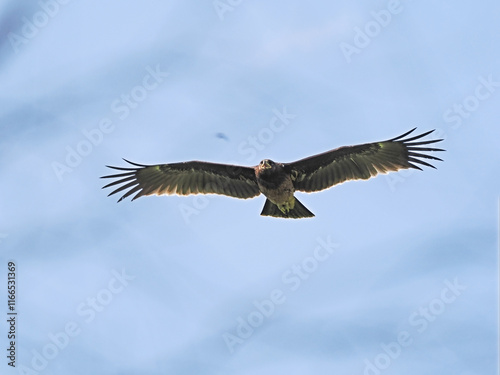 Greater Spotted Eagle fly on sky. photo