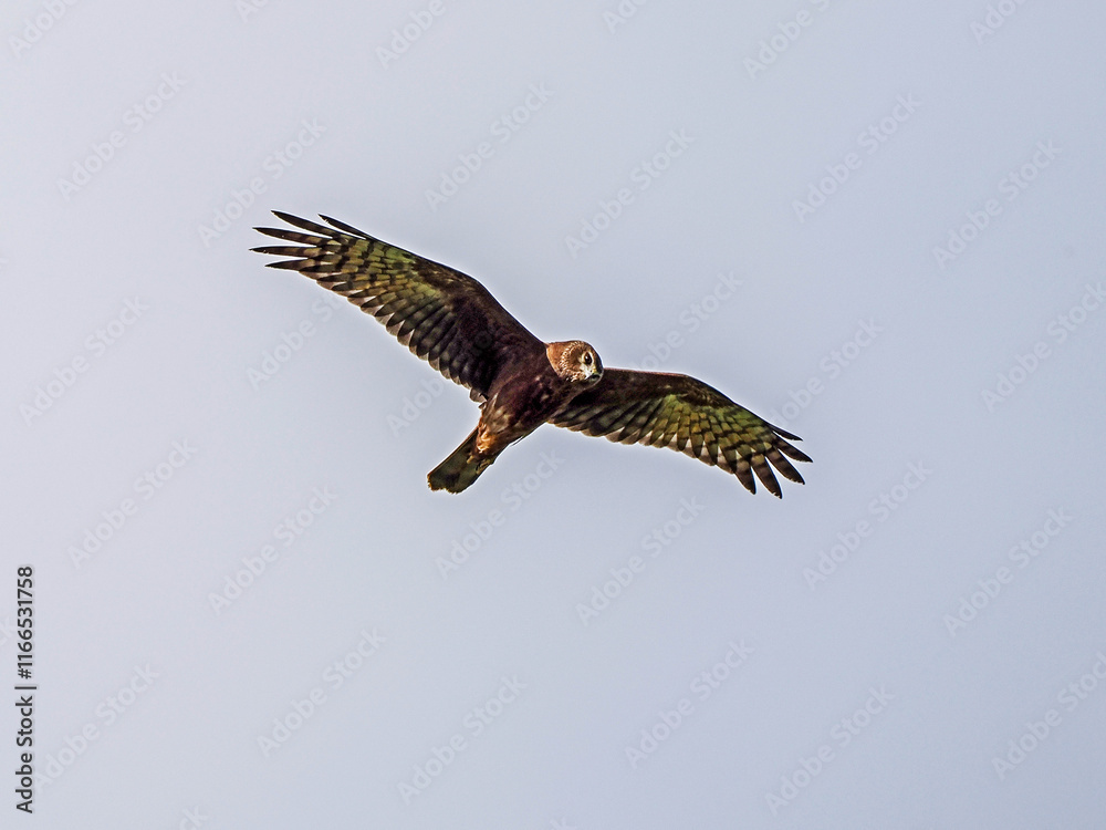 Obraz premium The harrier on a fly hunt