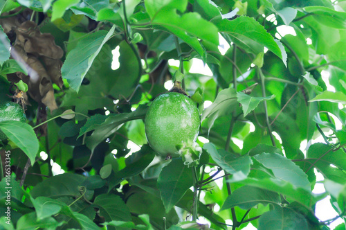 passion fruit seed , passion fruit plant photo