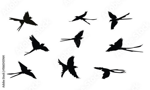 Flying Scissor Tailed Flycatcher  Bird Silhouette Design  And Vector Illustration. 